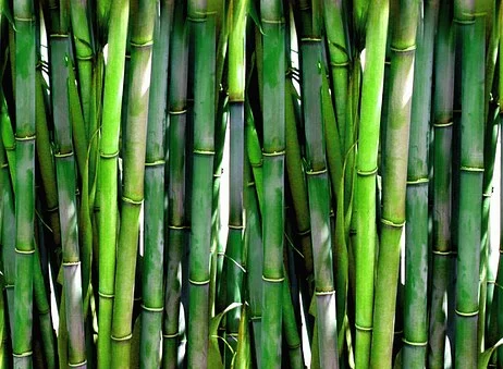 Why We So Lovingly Feature Bamboo Items